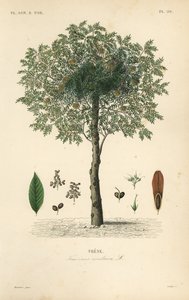 Gemeine Esche, Fraxinus excelsior