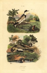 Goldregenpfeifer, Pluvialis apricaria, und Sandregenpfeifer, Charadrius hiaticula von Unbekannt