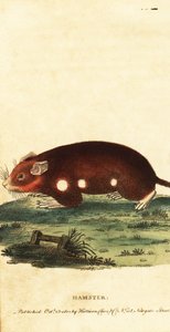 Europäischer Hamster, Cricetus cricetus. Kritisch gefährdet, 1800 (Gravur) von Unbekannter Künstler
