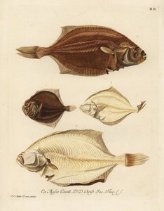 Europäische Scholle, Pleuronectes platessa 1,2 und Glattbutt, Scophthalmus rhombus 3,4. Ein Steinbutt oder Biegung der rechten Seite, Platessa, der linken Seite, Plaid oder Rhombus der linken Seite, kleine Flunder der Mem-Seite. Handkolorierter Kupferstich von Unbekannter Künstler