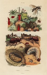 Europäischer Nashornkäfer, Oryctes nasicornis, Puppe und Larve, Europäische Obstbiene, Osmia cornuta, und Nest