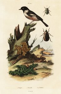 Schwarzkehlchen, Gelbes Hirn und Skarabäuskäfer von Unbekannter Künstler
