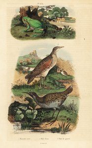 Europäischer Laubfrosch, Wasserralle und Wachtelkönig
