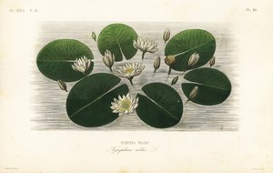 Europäische Weiße Seerose, Nymphaea alba von Unbekannt