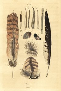Federn, Plumes, Vogelanatomie