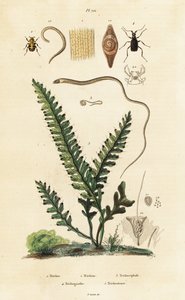 Farn, Bienenkäfer und Rundwürmer von Unbekannter Künstler