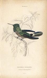 Festliche Kokette, Lophornis chalybeus (Audenets Kolibri, Trochilus audenetii). Handkolorierte Stahlstich von William Lizars aus Sir William Jardine