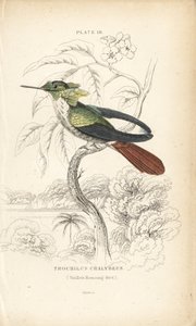 Festliche Kokette, Lophornis chalybeus (Vieillots Kolibri, Trochilus chalybeus). Handkolorierte Stahlstich von William Lizars aus Sir William Jardine