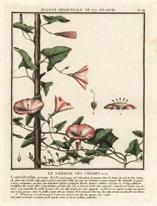 Ackerwinde, Convolvulus arvensis