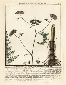 Feinblättriger Wasserfenchel, Oenanthe aquatica