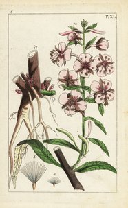 Schmalblättriges Weidenröschen, Epilobium angustifolium