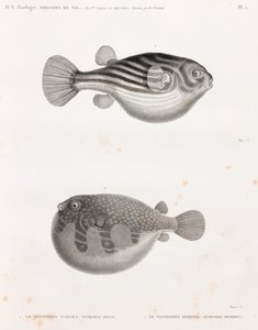 Fische: Tetrodon