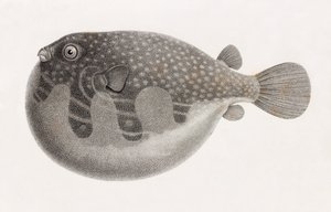 Fische: Tetrodon (Nahaufnahme)