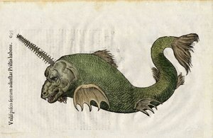 Sägefisch (Pristis) in Ulyssis Aldrouandi... De piscibus libri V et de cetis lib. vnus/Ioannes Cornelius Vteruerius... collegit; Marc. Antonius Bernia in lucem restituit..., behandelt die Naturgeschichte von Ulisse Aldrovandi (1522-1605). Bologna von Unbekannter Künstler