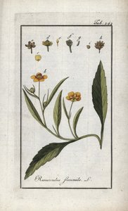 Brennender Hahnenfuß oder kleiner Graben oder kleine Flamme (Ranunculus flammula). Lithographie aus „Afbeelding der Artseny-Gewassen“ von Johannes Zorn (1739-1799), Niederlande