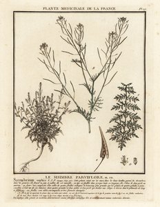 Sophienkraut, Descurainia sophia