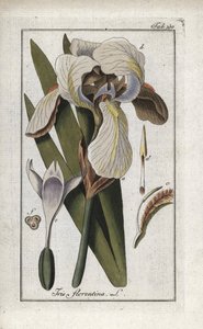 Florentiner Schwertlilie (Iris florentina). Lithographie aus „Afbeelding der Artseny-Gewassen“ von Johannes Zorn (1739-1799), Niederlande
