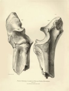 Fossile Knochen (Ulna und Radius) des ausgestorbenen prähistorischen Tieres Macrauchenia beschrieben von Charles Darwin während seiner Expedition an Bord der Beagle. Tafel aus „The Zoology of the voyage of H.M.S. Beagle under the command of Captain Fitzroy