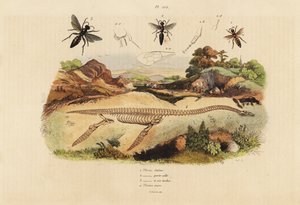 Fossiles Skelett eines ausgestorbenen Plesiosaurus 4, und Wespen, Plesia-Arten 1-3