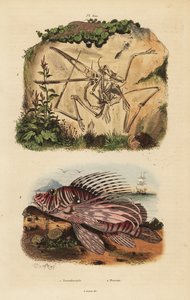 Fossiles Skelett eines ausgestorbenen Pterodaktylus, Pterodactylus antiquus, und Rotfeuerfisch, Pterois volitans