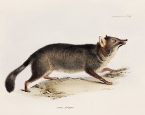 Fuchs, Chile, ca. 1832-1836