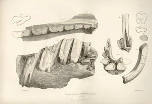 Fragment von Kiefer und Zähnen von Toxodon, einem prähistorischen Tier, gefunden von Charles Darwin in der Nähe von Montevideo, Uruguay während seiner Erkundungsreise an Bord der Beagle. Zoologie der Reise der H.M.S. Beagle unter dem Kommando von Kapitän F von Unbekannter Künstler