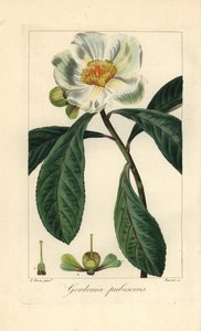 Franklin-Baum, Franklinia alatamaha, heimisch in Amerika, in der Wildnis ausgestorben. Handkolorierter Punktstich auf Kupfer von Barrois nach einer botanischen Illustration von Pancrace Bessa aus Mordant de Launay