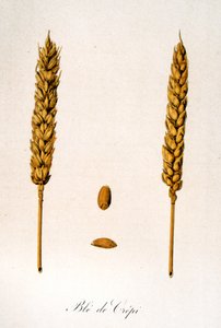 Französische Illustration des 19. Jahrhunderts von Ähren