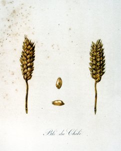 Französische Illustration von Ähren aus dem 19. Jahrhundert