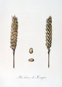Französische Illustration von Ähren aus dem 19. Jahrhundert von Unbekannter Künstler