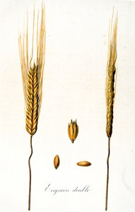 Französische Illustration von Ähren aus dem 19. Jahrhundert von Unbekannter Künstler