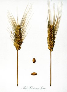 Französische Illustration von Ähren aus dem 19. Jahrhundert von Unbekannter Künstler