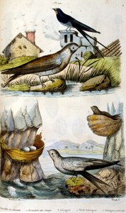 Französische farbige Illustration um 1884, Darstellung von Fluss- und Küstenvögeln von Unbekannter Künstler