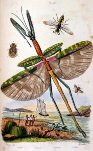 Französische farbige Illustration um 1884, Darstellung verschiedener tropischer Insekten einschließlich einer großen Libelle von Unbekannter Künstler