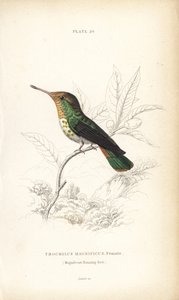 Gefranste Kokette, Lophornis magnificus, Weibchen (Prächtiger Kolibri, Trochilus magnificus). Handkolorierte Stahlstich von William Lizars aus Sir William Jardine