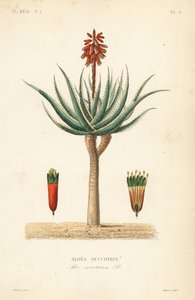 Fynbos-Aloe, Aloe succotrina, Aloes succotrin von Unbekannt