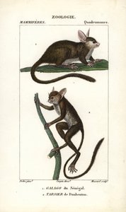 Galago du Senegal und Tarsier de Daubenton - Radierung von Jean Gabriel Pretre (1780-1845), graviert von Carnonkel, für das Wörterbuch der Naturwissenschaften: Säugetiere von Frederic Cuvier, herausgegeben von Pierre Jean Francois Turpin (1775-1840), veröf von Unbekannter Künstler