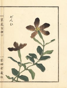Ganpi oder Leimkraut, Lychnis-Arten (aus Kusa Bana Hyakushu) von Unbekannter Künstler