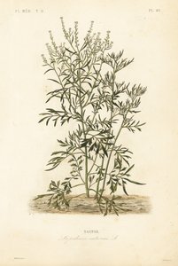 Gartenkresse von Unbekannt