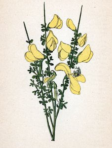Genet ein Besen (Cytisus scoparius) Botanische Tafel aus „Atlas colorie des plantes medicinales“ von Paul Hariot von Unbekannter Künstler