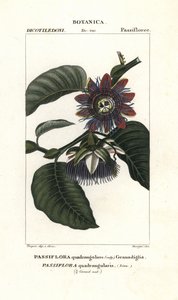 Riesen-Granadilla von Unbekannter Künstler