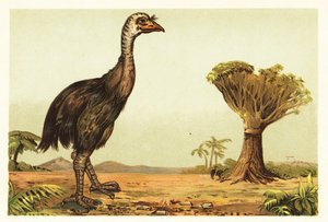 Riesenmoa und Drachenbaum (Lithografie)