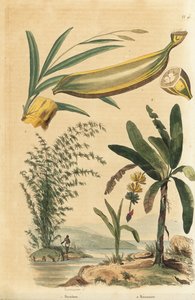Riesen-Dornbambus, Bambusa bambos (Bambos arundinacea) und Bananenbaum mit Frucht und Querschnitt, Musa paradisiaca