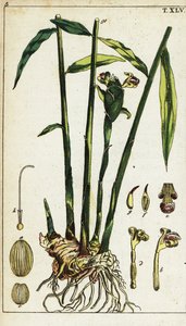 Ingwerpflanze und Wurzel, Zingiber officinale