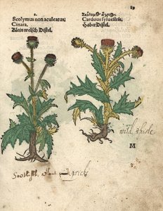Artischocke, Cynara cardunculus var. scolymus, und Wilddistel, Carduus sylvestris. Handkolorierter Holzschnitt einer botanischen Illustration aus Adam Lonicer