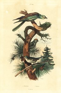 Wintergoldhähnchen und Blauracke