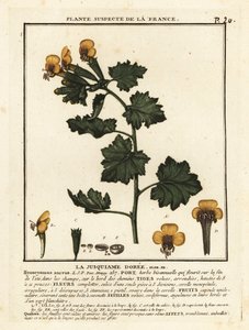 Goldener Bilsenkraut, Hyoscymus aureus
