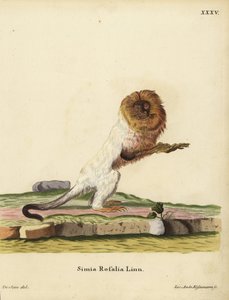 Goldener Löwenaffe oder goldener Marmoset, Leontopithecus rosalia. Bedroht. Simia rosalia Linn. Handkolorierte Kupferstichgravur von Jakob Andreas Eisenmann nach einer Illustration von Jacques de Seve aus Johann Christian Daniel Schrebers Tierillustratione von Unbekannter Künstler