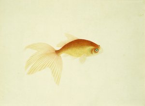 Goldfisch von Unbekannt