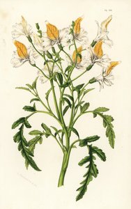 Grahams Schizanthus, Schizanthus grahamii. Handkolorierte Lithographie aus Louis van Houtte und Charles Lemaires Flore des Serres et des Jardins de l
